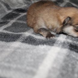 "Male" Pomeranian Puppies from Brenda's Pomeranians