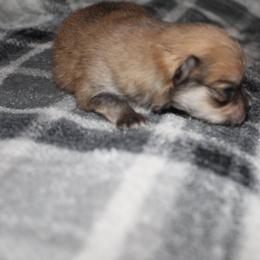 "Male" Pomeranian Puppies from Brenda's Pomeranians