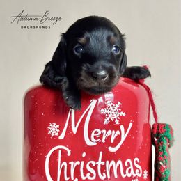 Parker - Black and tan male Dachshund puppy in Clever, Missouri from Autumn Breeze Dachshunds