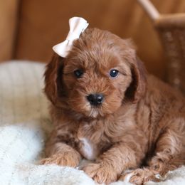 Cavapoo, Goldendoodle, and Poodle Puppies from Dlm_doodles