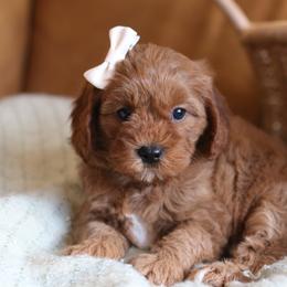 Cavapoo, Goldendoodle, and Poodle Puppies from Dlm_doodles