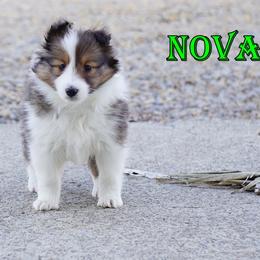 Nova - Sable-White Female - Sable and white female Shetland Sheepdog puppy in Frazeysburg, Ohio from Mountain High Kennels
