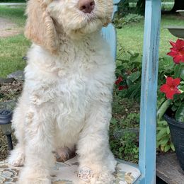 Saint Berdoodle Puppies from ProAct Canines