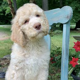 Saint Berdoodle Puppies from ProAct Canines