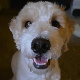 Goldendoodle puppies from Gracious Doodle Dogs