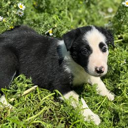 Girl 1 - Black and white female Border Collie puppy in Centerville, Washington from Forthright Farms