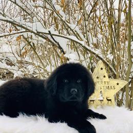 Newfoundland Puppies from Dyer Lake Newfoundland’s