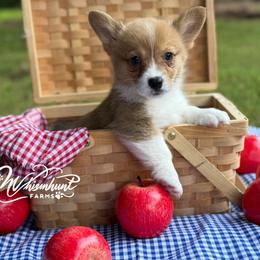 Red 1300 - Red male Pembroke Welsh Corgi puppy in Nashville, Arkansas from Whisenhunt Farms