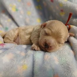 Pansy - Fawn female Havapoo puppy in Blanch, North Carolina from Faithful Hearts Kennel