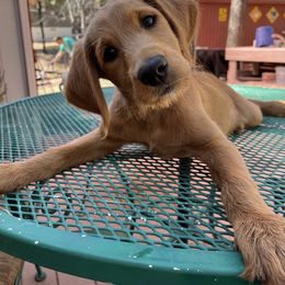 Aussiedoodle, Goldendoodle, and Labradoodle Puppies from Loving Doodle