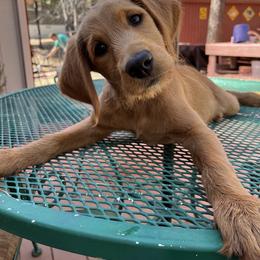 Aussiedoodle, Goldendoodle, and Labradoodle Puppies from Loving Doodle