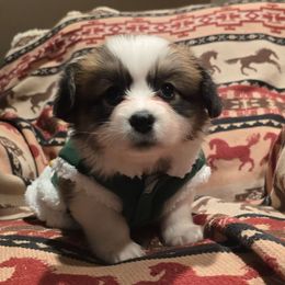 Grace - Red female Pembroke Welsh Corgi puppy in Hebron, Kentucky from The Clever Corgi