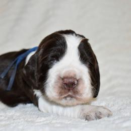 Toto - Liver and white male English Springer Spaniel puppy in Chapmansboro, Tennessee from Balthrop Bend Farms