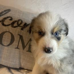 Australian Shepherd Puppies from Aussies Lunay