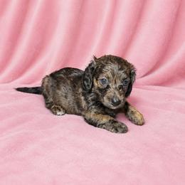 Siegen - Brindle female Dachshund puppy in Richmond, Virginia from Paw Prints