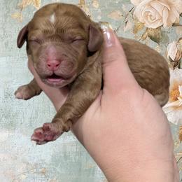 Girl 3 - Red female Cavapoo puppy in Coshocton, Ohio from Forever Family Puppies