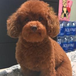 Pepo - Shihpoo