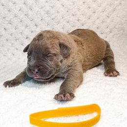 Yellow Collar - Gray and fawn male Cane Corso puppy in Catawba, North Carolina from Catawba Cane Corso