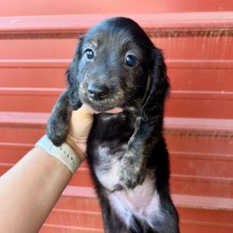Dolly's male 3 - Black male Dachshund puppy in Rattan, Oklahoma from Burgett’s Barnyard Dachshunds
