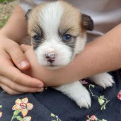 Maple - Red female Pembroke Welsh Corgi puppy in Michigan from Metzger Homestead