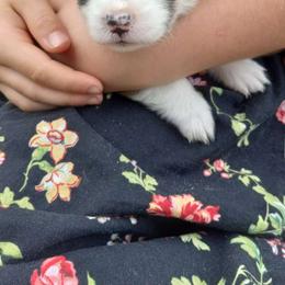 Maple - Red female Pembroke Welsh Corgi puppy in Michigan from Metzger Homestead