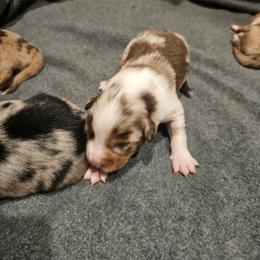 8 red merle male - Red merle male Miniature American Shepherd puppy in Placentia, California from Tru Cal Aussies