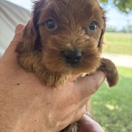 Carolyn - Red female Cavapoo puppy in Osseo, Michigan from Smiths Fluffy butts