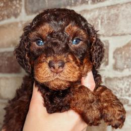 Peter - Chocolate male Australian Labradoodle puppy in Decatur, Alabama from Southern Meadows Doodles