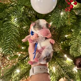 Dustin The Brain Henderson - Blue merle male Aussiedoodle puppy in Dunn, North Carolina from Sandy Creek Kennels