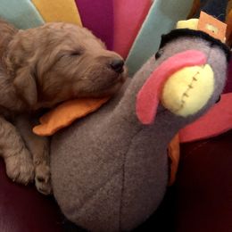 Goldendoodle Puppies from Cooley Doodles