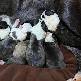 Girl 5 - Black brindle and white female Boston Terrier puppy in North Central, Vermont from Windy Valley’s Bostons