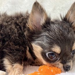 Onyx - Blue and tan female Chihuahua puppy in North Dakota from American Dream Chihuahua’s