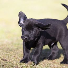 Labrador Retriever Puppies from Sommit Labradors