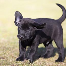 Labrador Retriever Puppies from Sommit Labradors