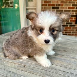 Pink Collar Girl Pearl - White and red female Pembroke Welsh Corgi puppy in Paris, Kentucky from Flat Run Corgis