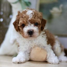 Rio - Parti male Goldendoodle puppy in Alamance County, North Carolina from Doodle Squad Puppies