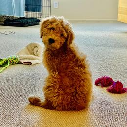 Goldendoodle Puppies from Lundee Doodles