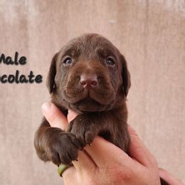 Chocolate 2 - Chocolate male Labrador Retriever puppy in Hebron, Kentucky from Top Notches Labrador Retrievers
