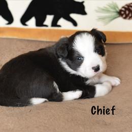 Chief - Black and white male Border Collie puppy in Olney, Illinois from Heronwood Border Collies