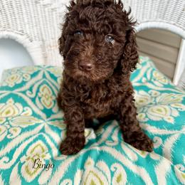 Bingo - Chocolate female Goldendoodle puppy in Taylorsville, Georgia from Sweet Southern Doodles