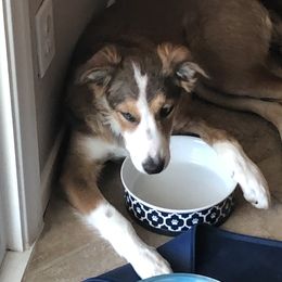 Border Collie Puppies from Burke BC’s