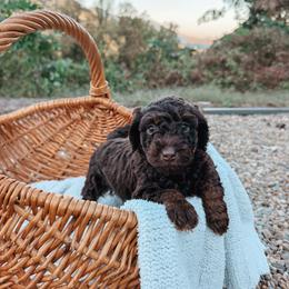 Waylon - Brown and white male Aussiedoodle puppy in Tryon, North Carolina from Melrose Mountain Farm