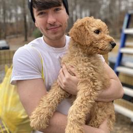 Goldendoodle Puppies from Golden Paws Farm