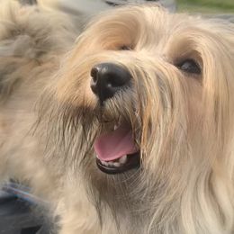 Bonbon - Gold sable Havanese puppy in New Jersey from Ravhav Havanese