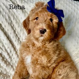 Reba - Red female Bernedoodle puppy in Hillsboro, Oregon from Myt fine doodles