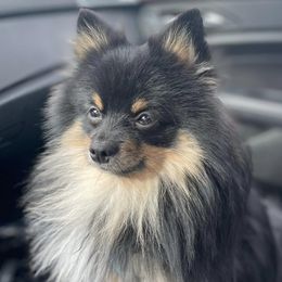 Pomeranians from PomCo LLC