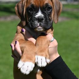 Nori - Fawn female Boxer puppy in Forest City, Iowa from Mt Valley Boxers