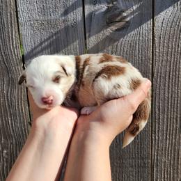 Justice - Red merle male Miniature Australian Shepherd puppy in Marysville, Washington from Garay Mini Aussies