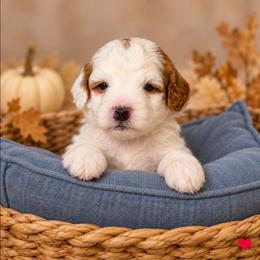 Everly (Ella) - Parti female Goldendoodle puppy in Hendersonville, Tennessee from Ben's Best Buddy Goldendoodles