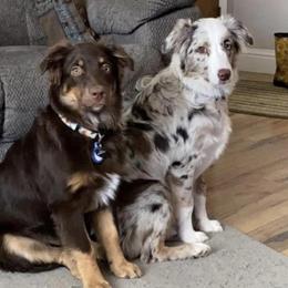 Australian Shepherds from Jolisa’s Aussies